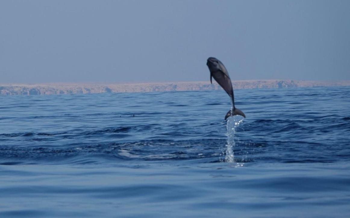Salem Fish Guest House Ras al Hadd Exteriör bild